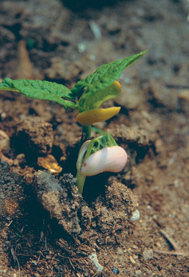 Replant the gaps and let new evidence guide the next step