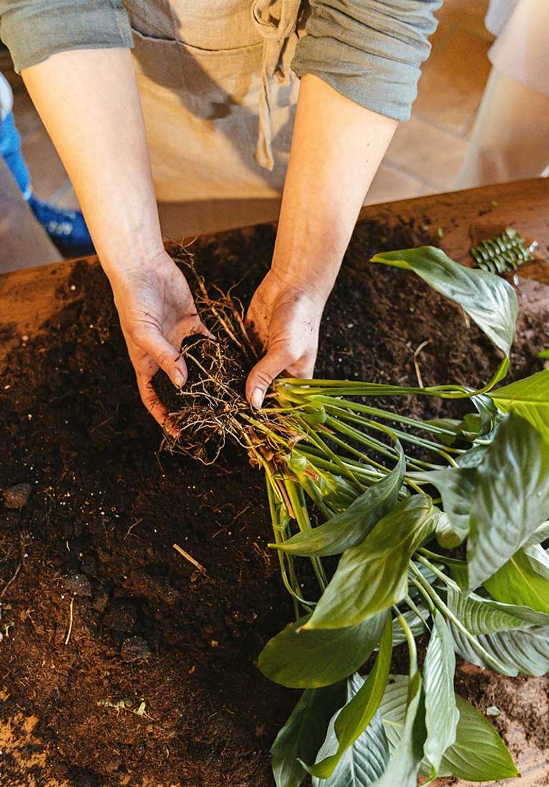 Repot damaged roots and remove dead tissue carefully