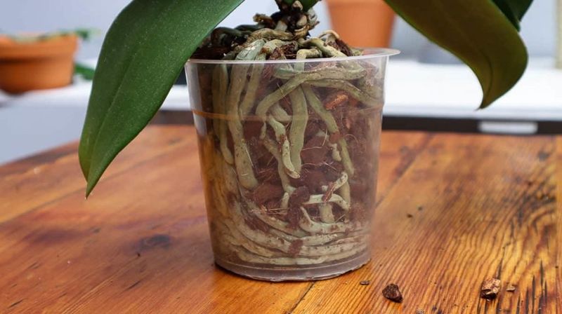 Repot only when the plant or medium calls for it