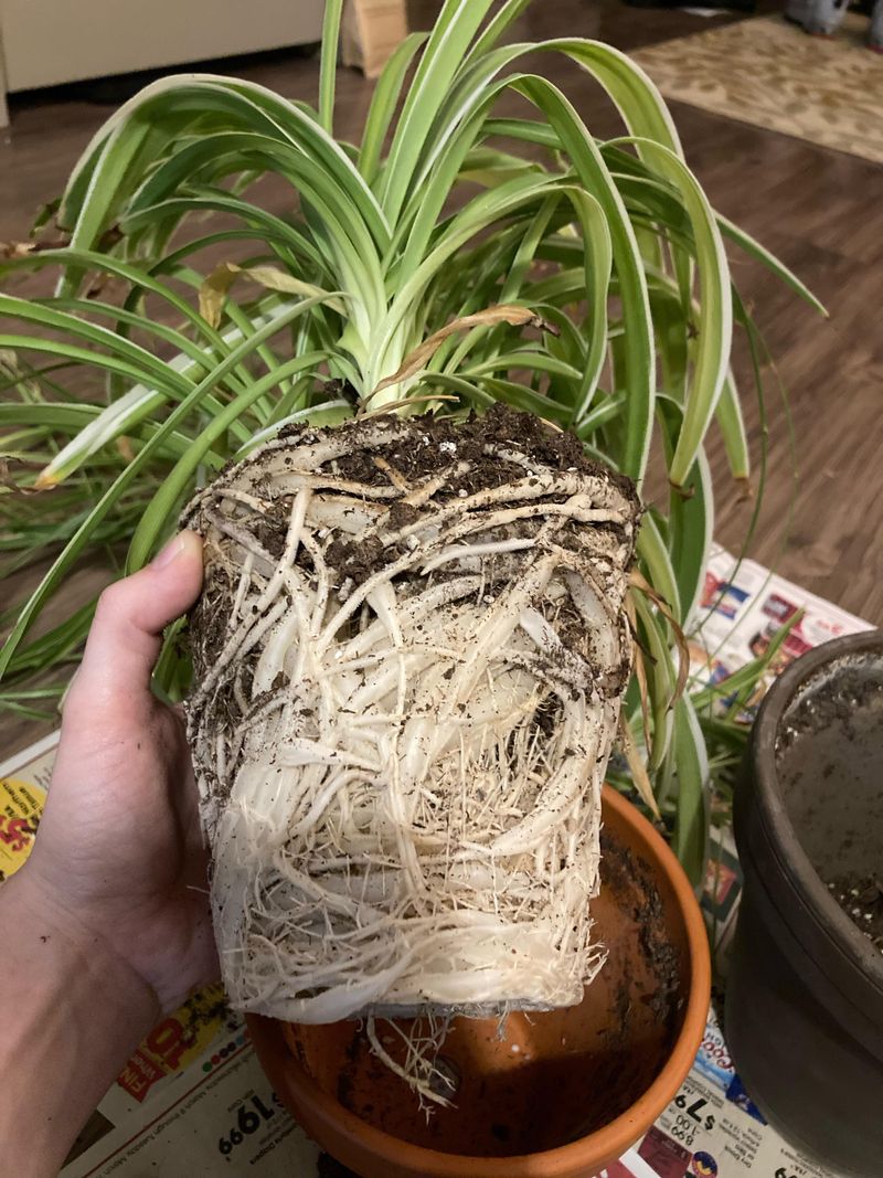 Repot only when the roots show the need
