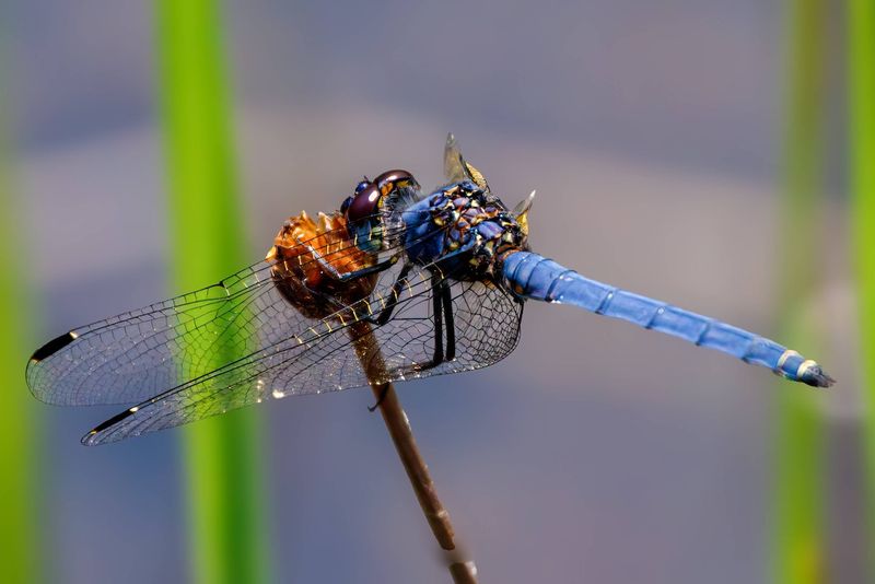 Research Supports Predation, Not a Bite-Free Yard