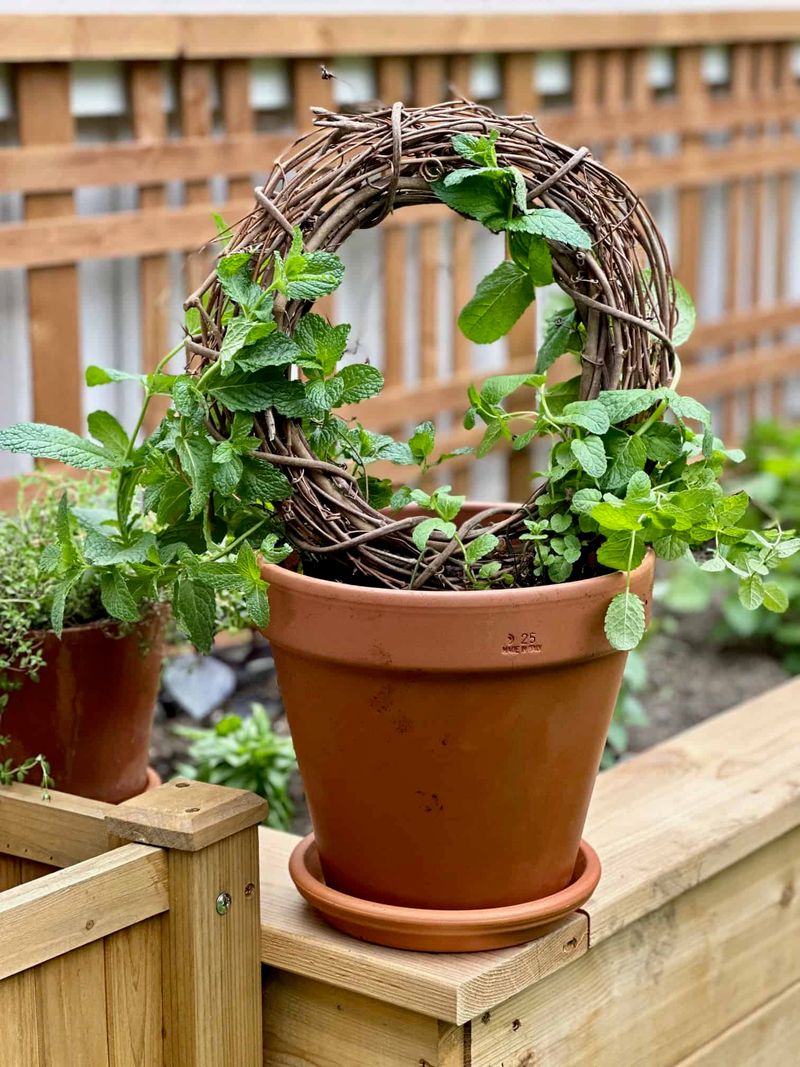 Researchers have not shown that a live mint plant works the same way
