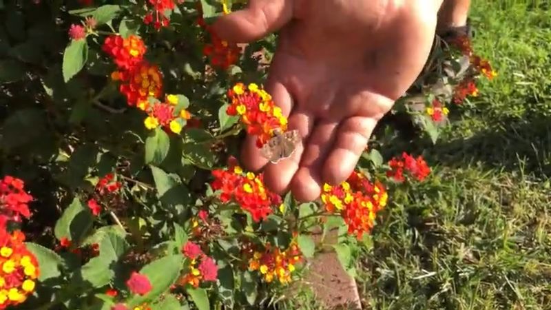 Reset established Texas lantana in early spring Reset established Texas lantana in early spring