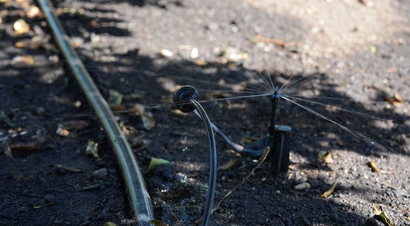 Reset summer irrigation around the active roots