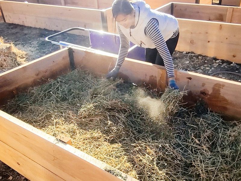 Reset the bed or container for the next sowing Reset the bed or container for the next sowing