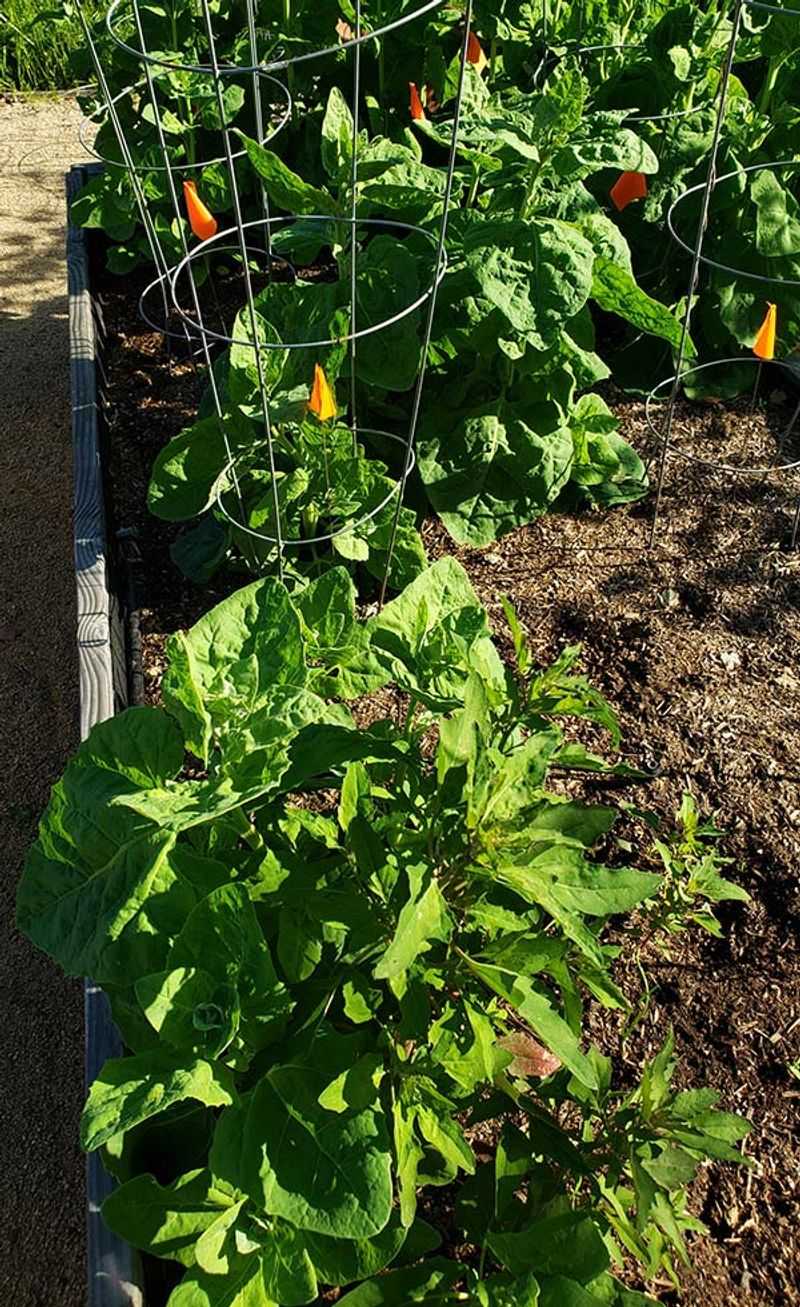 Reset the bed without pretending the soil is cured