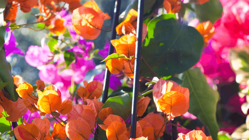 Reset the promise: support bract color instead of chasing a bloom guarantee