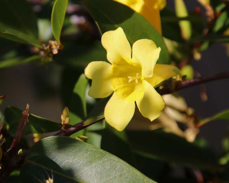 Resolve toxicity, fire, and bee concerns before planting