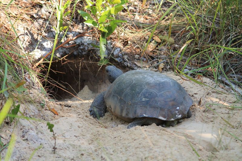 Respect the fire ecology and protect gopher tortoises