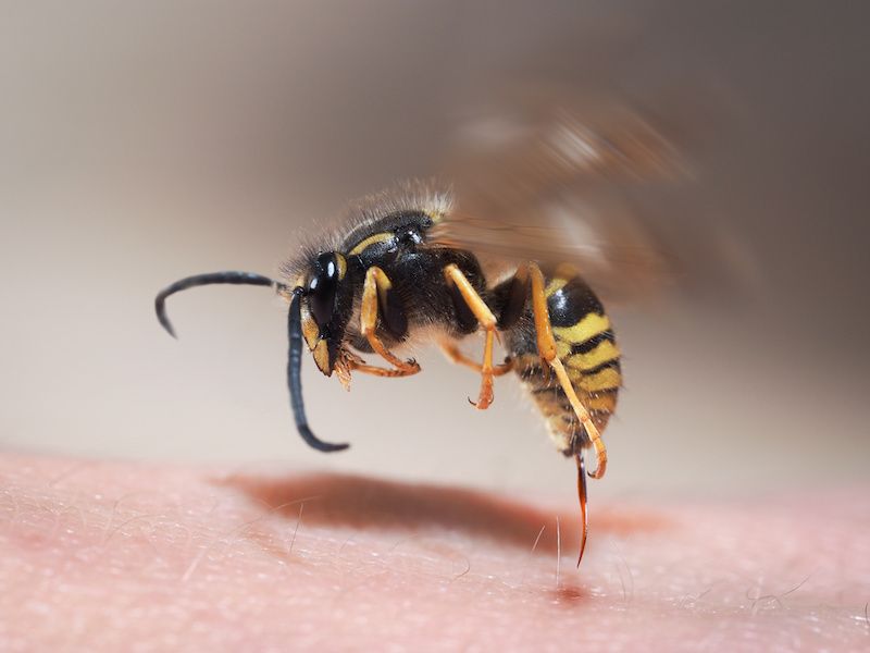 Respond correctly after a sting