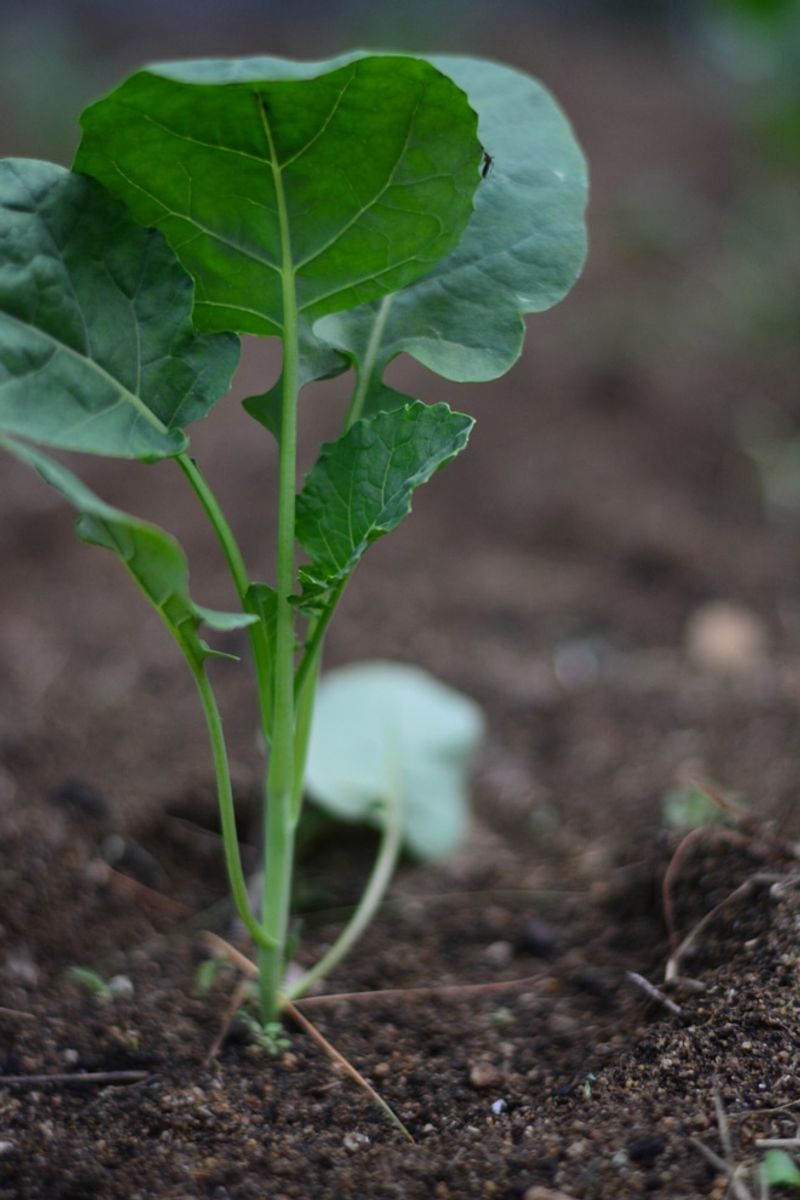 Respond without shocking the plant