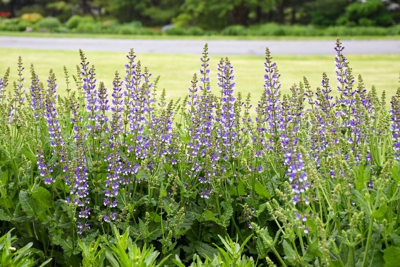 Restore moisture without keeping the soil wet