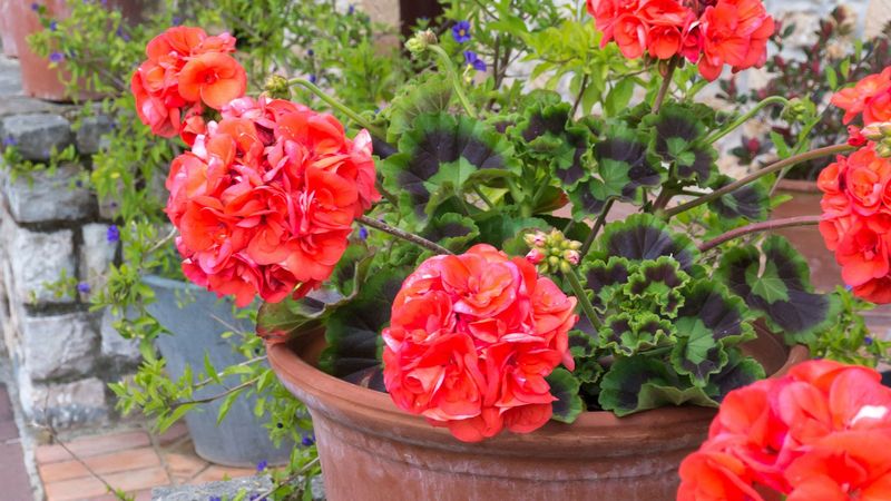 Return established plants outdoors when conditions suit them
