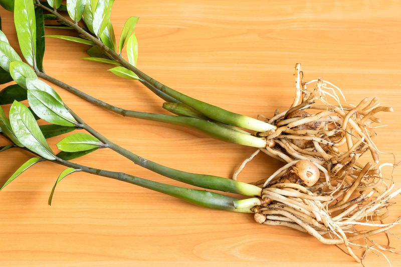 Rhizomes determine density, and division does not add them