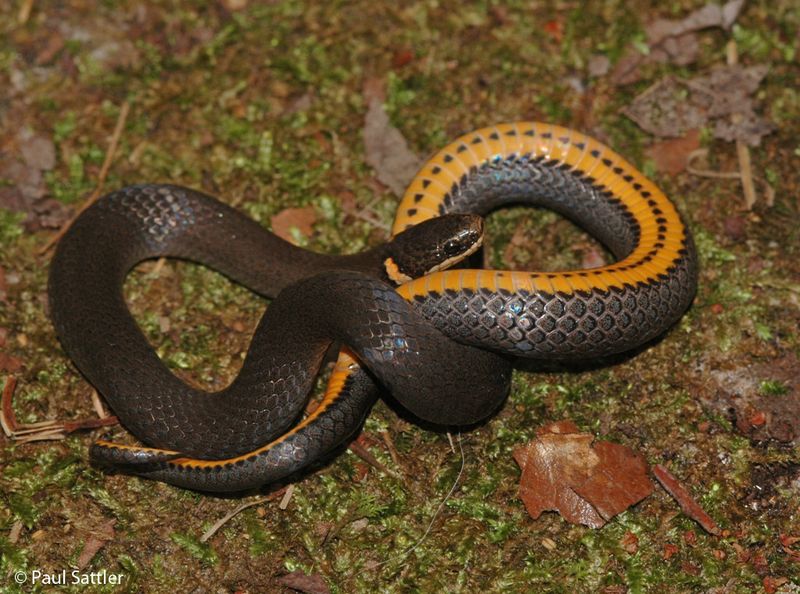 Ring-necked snakes may eat slugs, but they are not a slug-control service Ring-necked snakes may eat slugs, but they are not a slug-control service