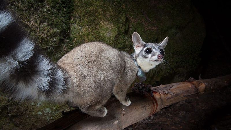 Ringtails follow habitat, not a calendar