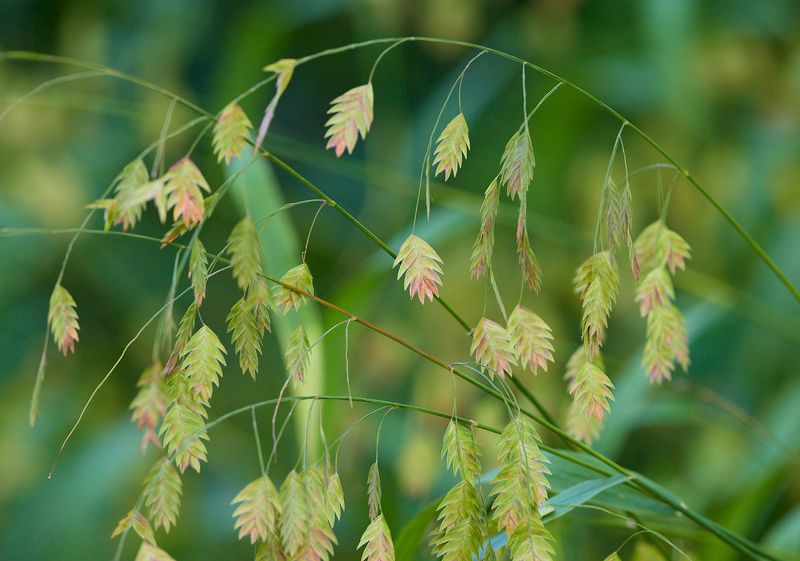 River Oats