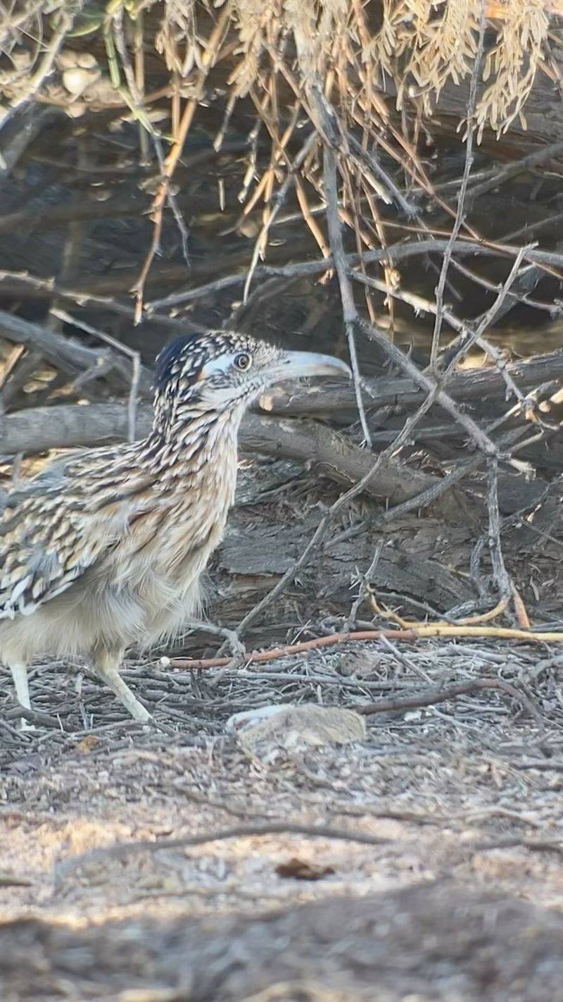 Roadrunners eat scorpions, but they do not replace pest control