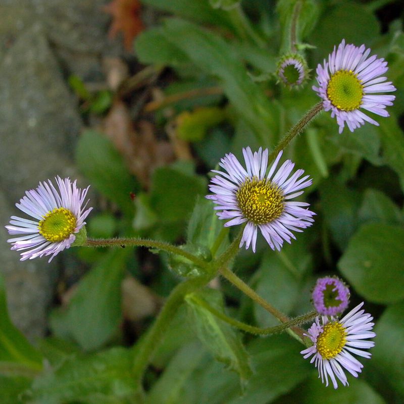 Robin's Plantain (Erigeron pulchellus)
