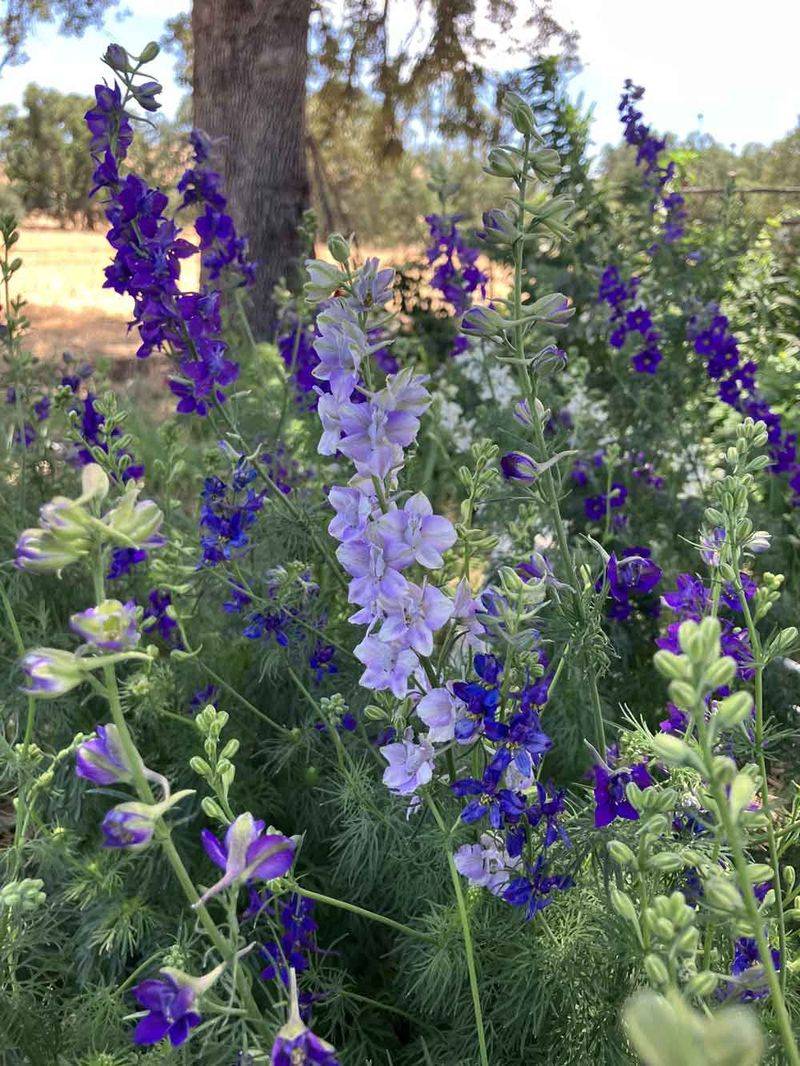 Rocket Larkspur