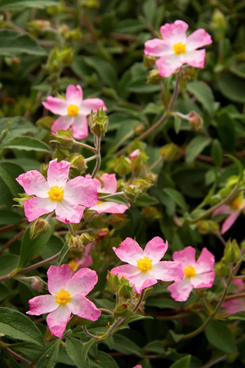 Rockrose (Cistus)