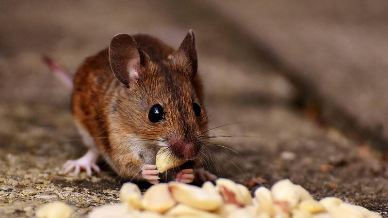 Rodent Activity Around Birdseed and Pet Food Rodent Activity Around Birdseed and Pet Food