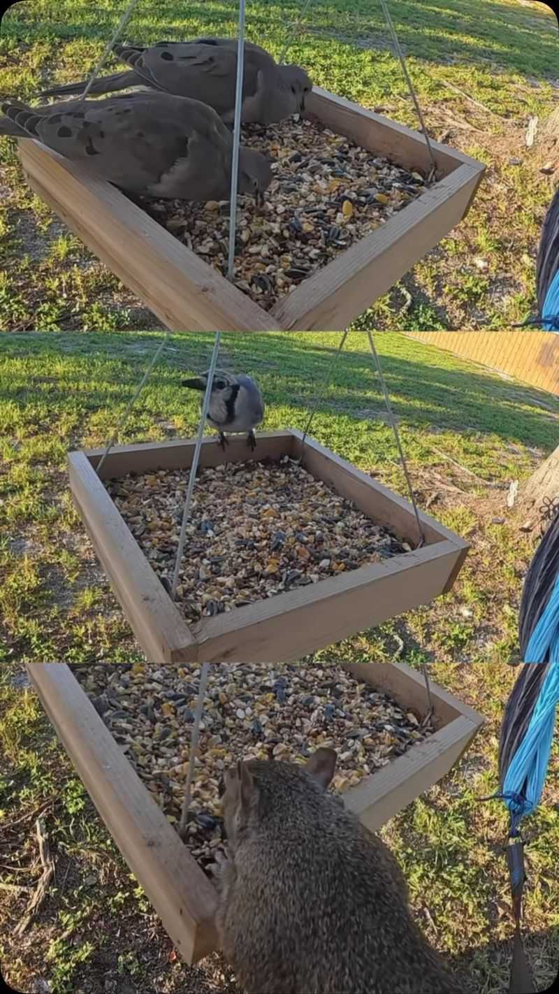 Rodent-Friendly Bird Feeding Areas