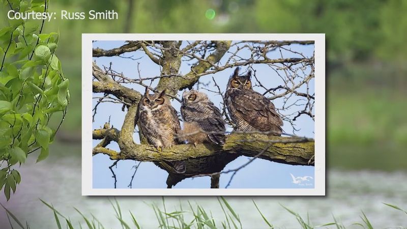 Rodent poison can harm predators, not reliably send owls away
