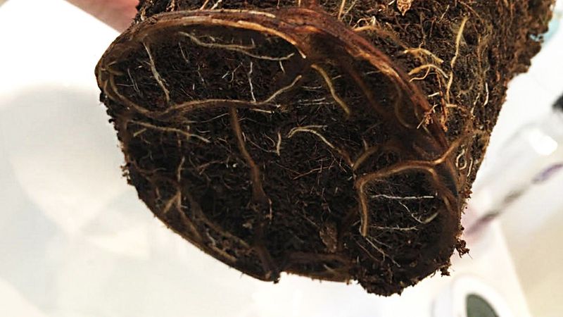 Root Damage Sets the Recovery Limit Root Damage Sets the Recovery Limit
