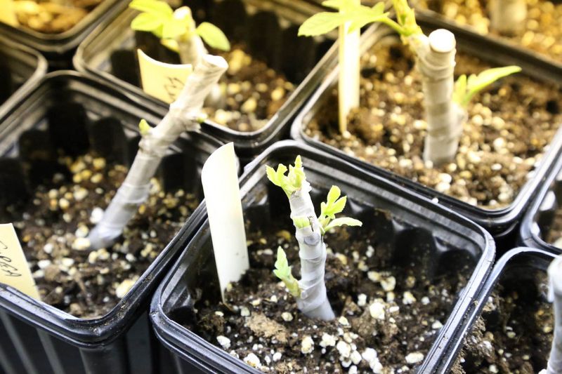 Root the cutting in a porous, well-drained medium