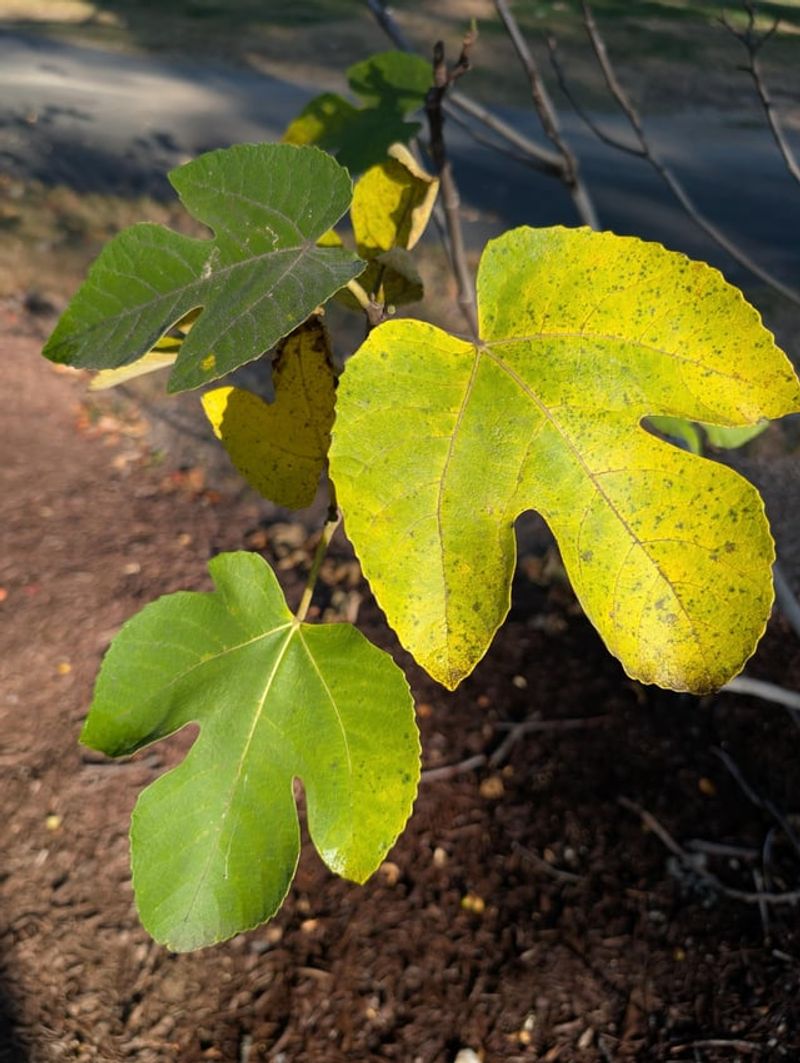 Root-zone moisture can intensify premature leaf loss
