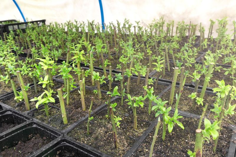 Rooting takes patience, and results can vary