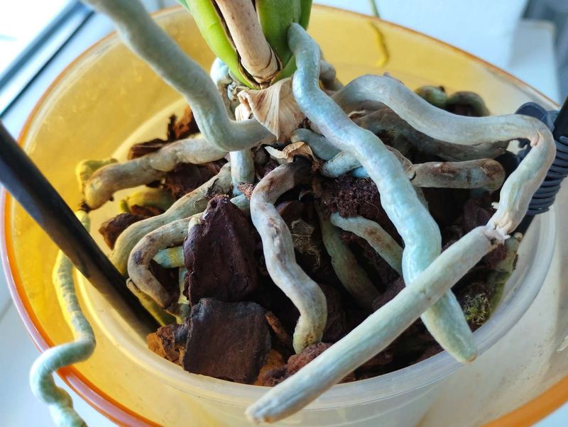 Roots and potting mix tell a fuller story