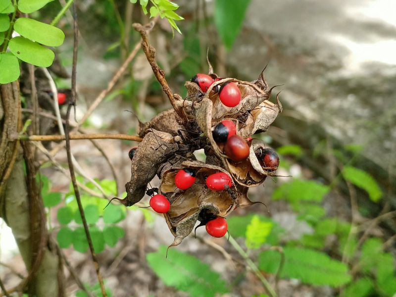 Rosary Pea Rosary Pea