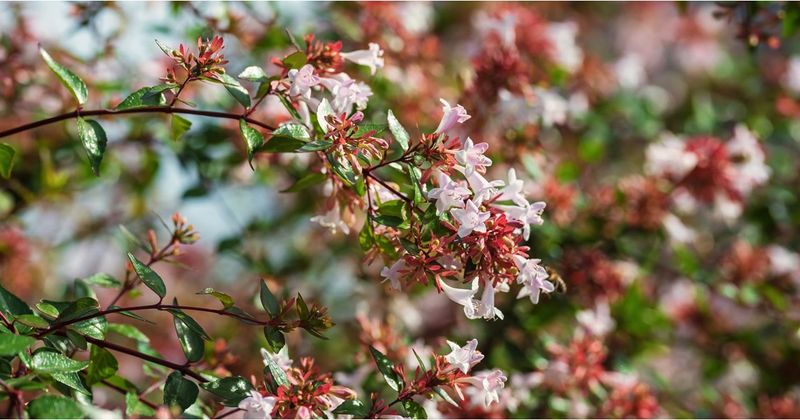 Rose Creek Abelia