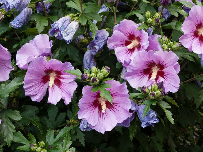 Rose of Sharon Rose of Sharon