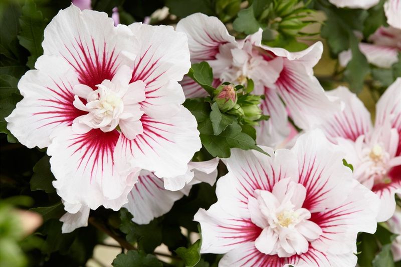 Rose of Sharon