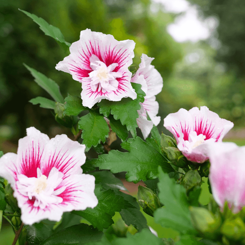 Rose of Sharon
