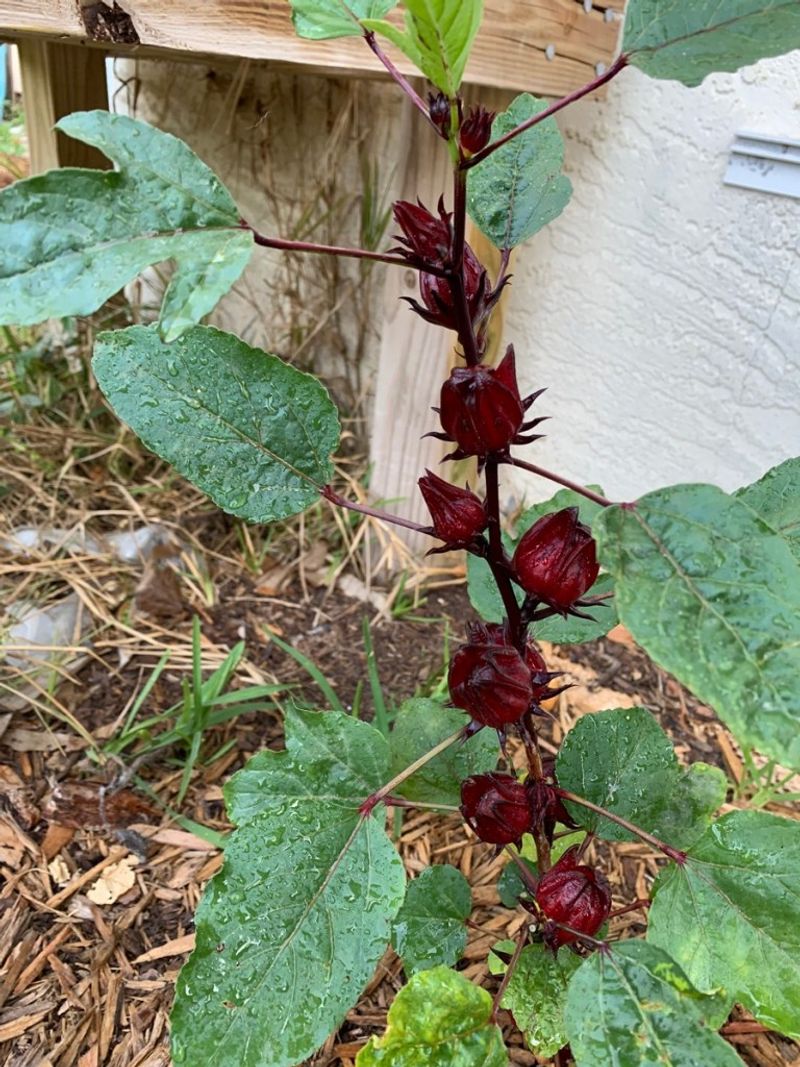 Roselle