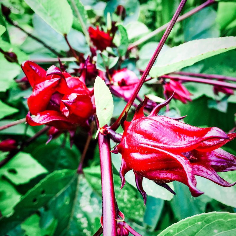 Roselle