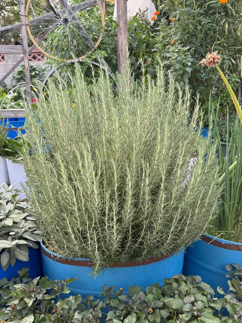 Rosemary