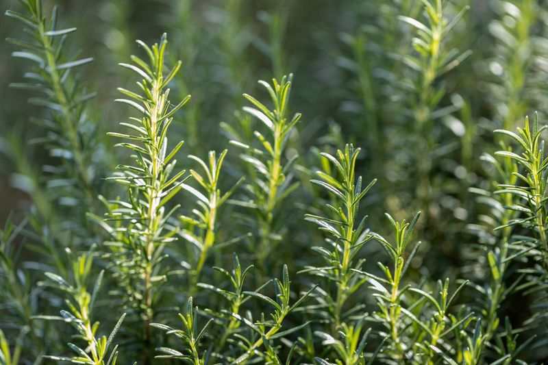 Rosemary