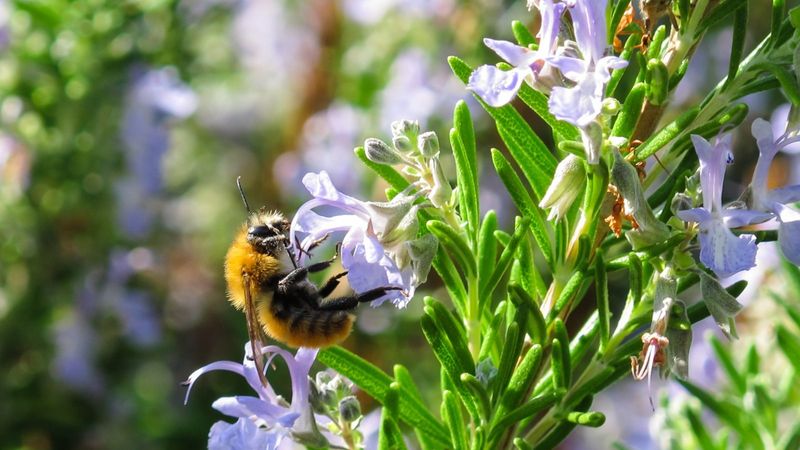 Rosemary