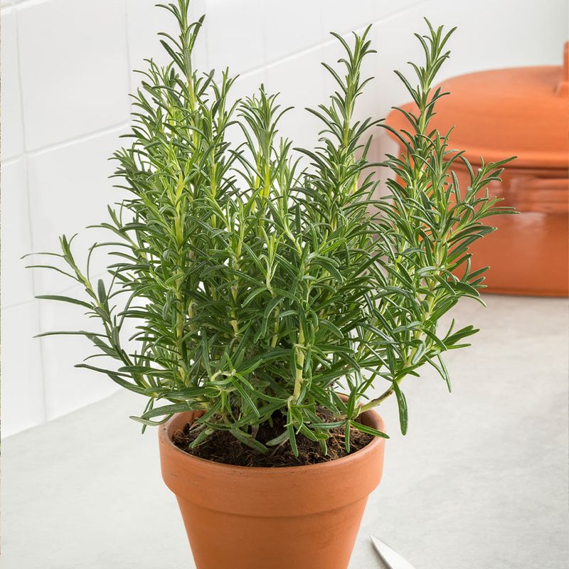 Rosemary