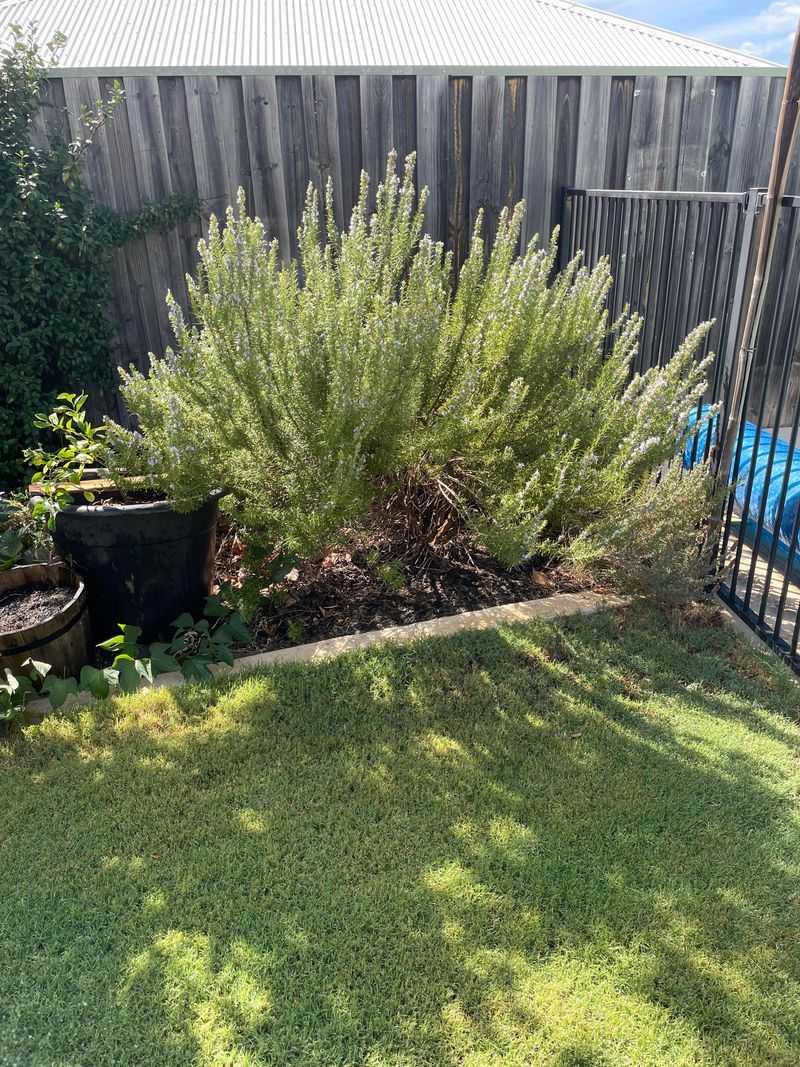Rosemary (Overgrown)