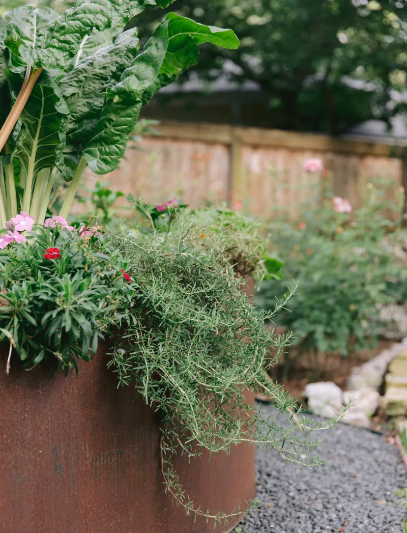 Rosemary Rosemary