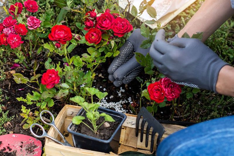 Roses Roses