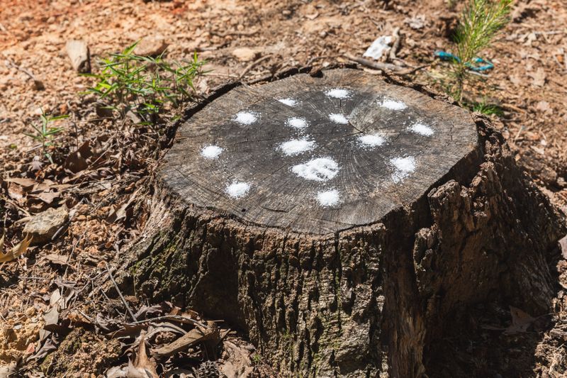 Rotting Stumps and Old Wood Piles