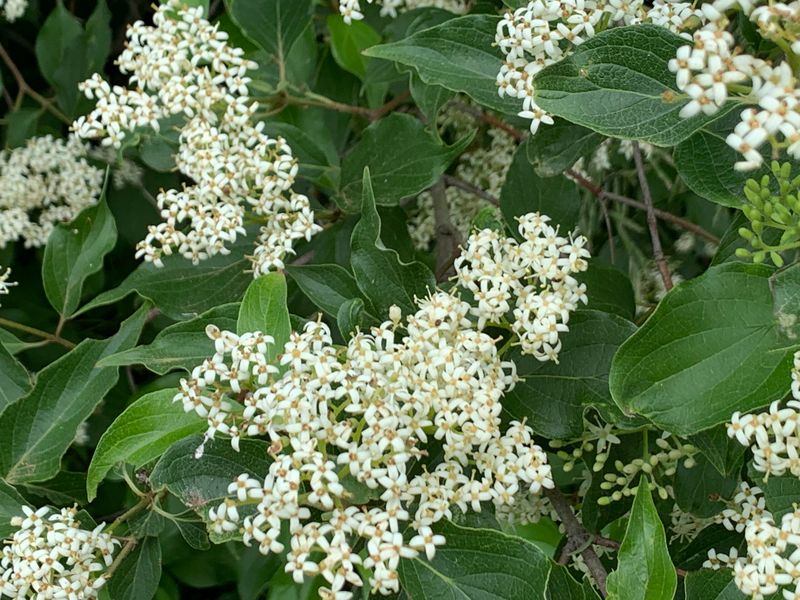 Roughleaf Dogwood