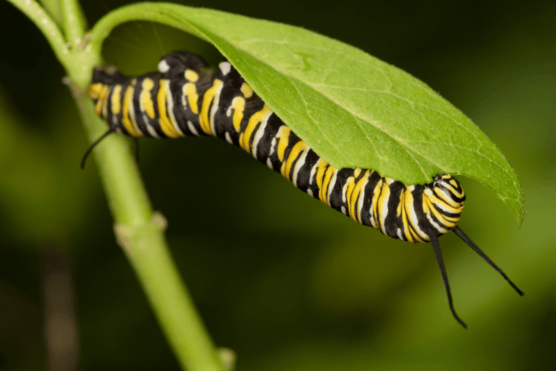 Routine pest control can erase the butterflies you planted for